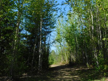 Looking back up site 4 access road