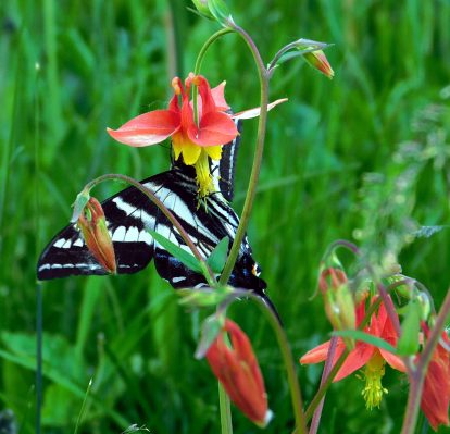 Swallowtail in the flowers