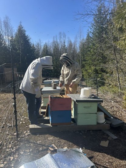 Beekeeping at Herman Lake