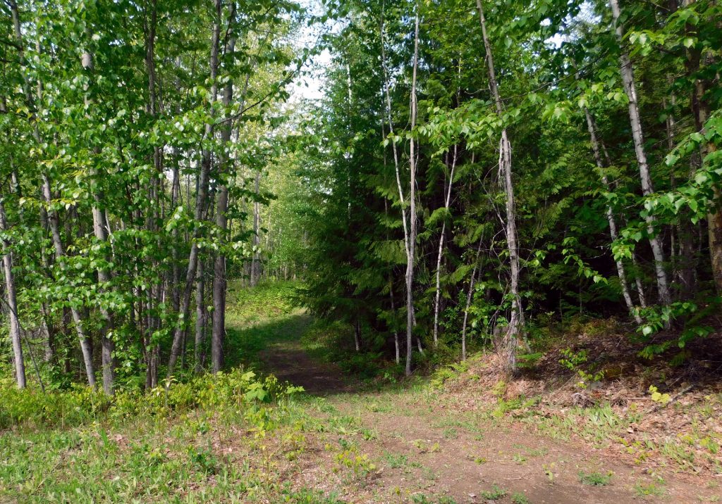 Signature experience - forest trail entrance