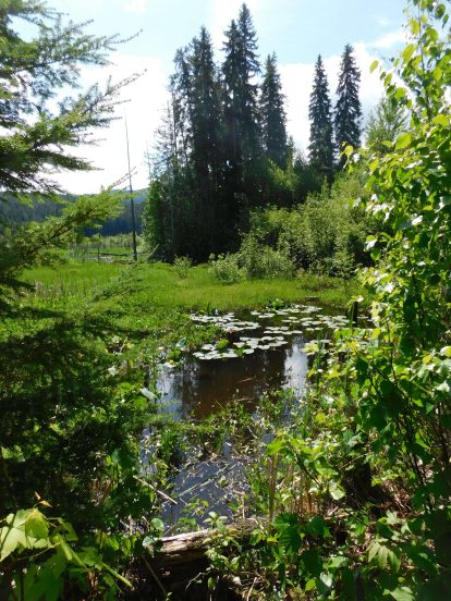 Scenic views along the forest trail