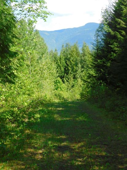 Moose Tracks trail