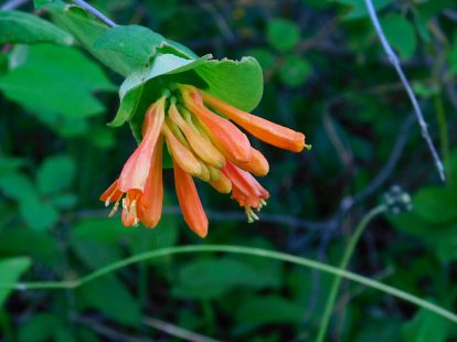 Honeysuckle in bloom