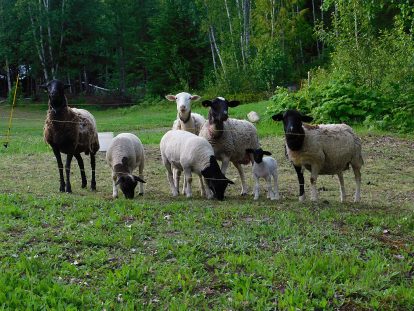 Signature Experience: Sheep Snuggles