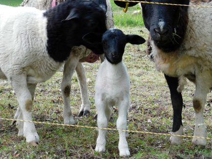 Signature Experience - Sheep Snuggles - little Ivy the new lamb