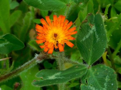 Tiny orange flower at end of Sleepy Hollow trail