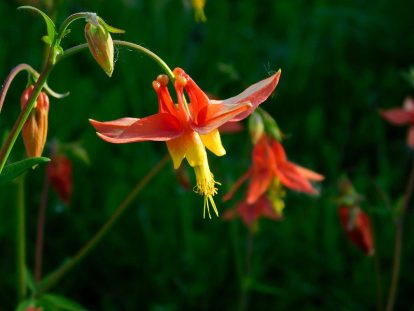 Flowers near the lodge at Herman Lake