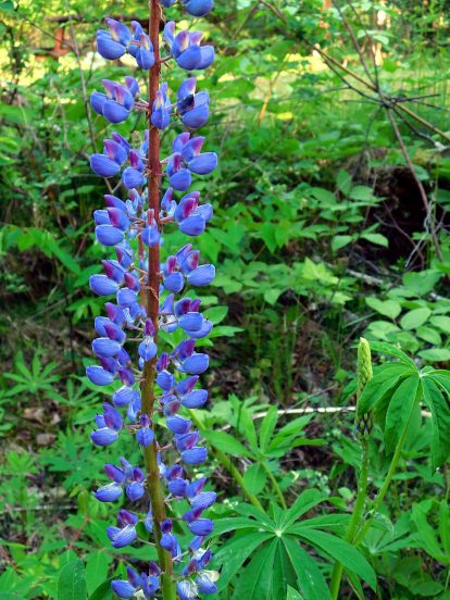 Blue-purple Lupins in bloom near site 10