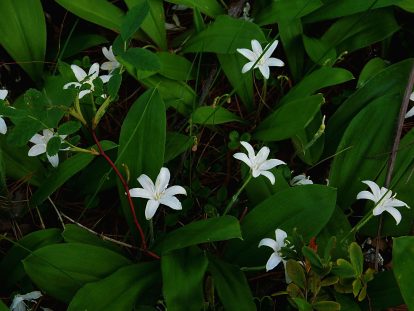Delicate white flowers carpeting the shady areas