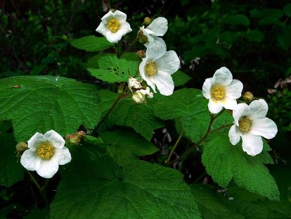 Thimbleberry blossoms will soon yield sweet berries