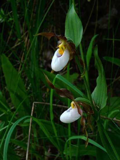 Fascinating slipper-shaped flowers