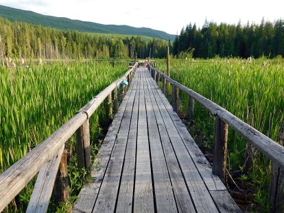 Private dock through lush green bullrushes