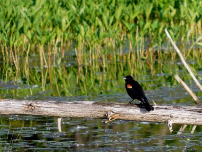 Colourful Red-Winged Blackbird perched near the dock