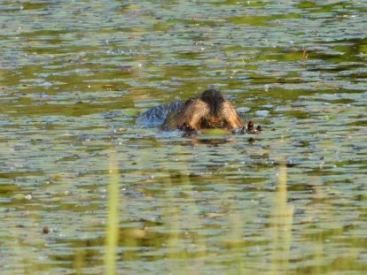 Beaver nose poking up in the lake