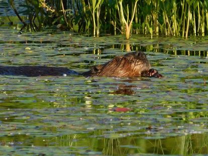 Hungry beaver in Herman Lake