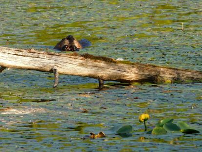 Beaver using its paws to feed itself, at Herman Lake