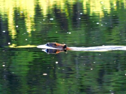 Resident beaver in Herman Lake