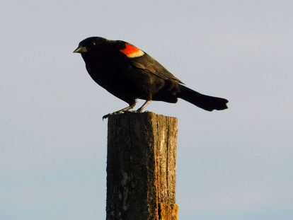 Red-winged Blackbird at Herman Lake