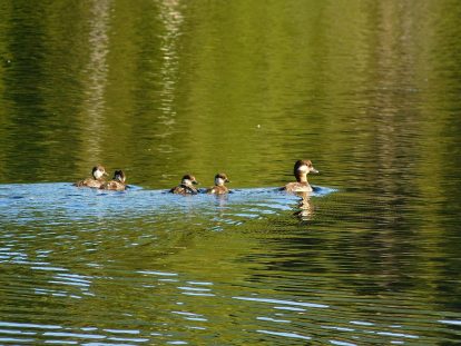 Bufflehead family with ducklings