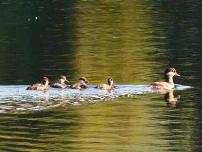 Bufflehead proud mama