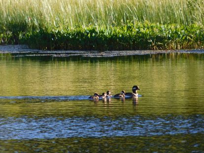 Bufflehead ducklings on Herman Lake