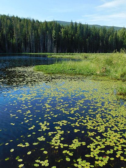 Rich flora in Herman Lake