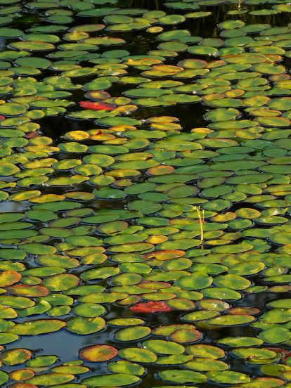 Lily pad colour variations on Herman Lake