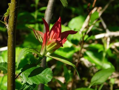 Wild flowers along the path to the public dock