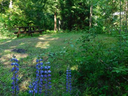 Lupins at Site 10