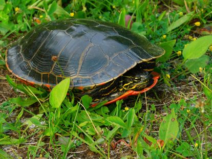 Painted Turtle
