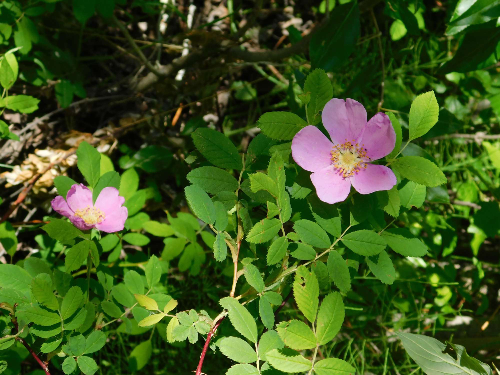 Wild roses at Herman Lake